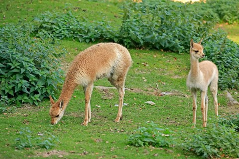 Vicuna