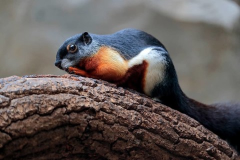 Prevost's squirrel