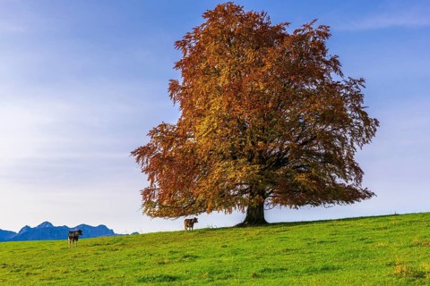European Beech