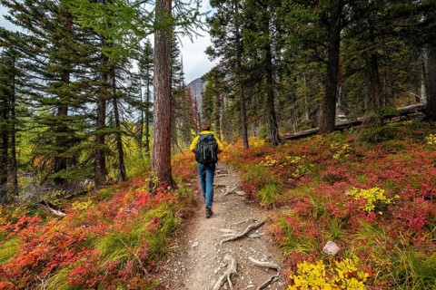 Hiker on a trail between trees and bushes in autumn colors