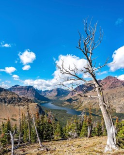 View of Two Medicine Lake with dead tree