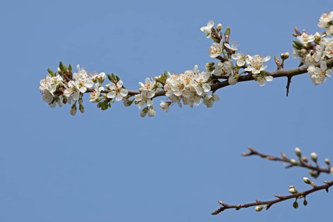 Flowering blackthorn