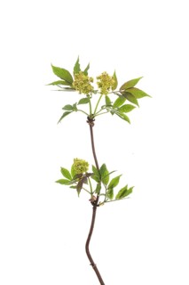 Flowering branch of red elderberry