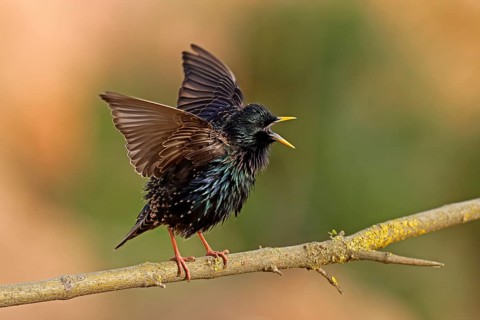 Starling