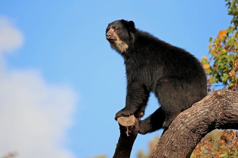 Spectacled bear