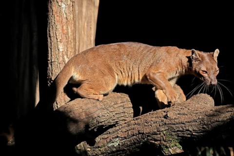 Fossa