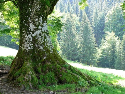 Ash tree