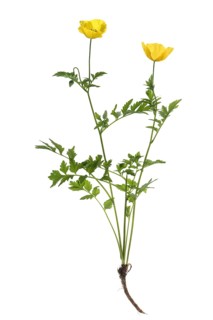 Yellow poppy