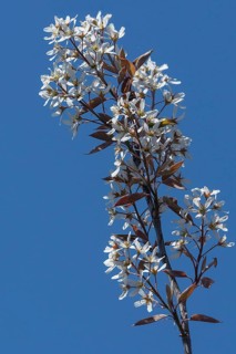Flowering branch of a weeping pear