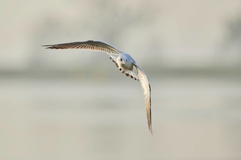 Black-headed gull