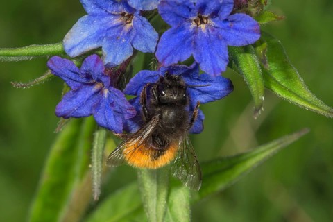 Hornfaced bee