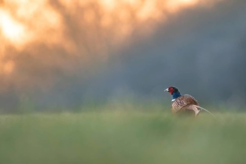 Pheasant
