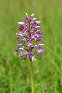 Military orchid