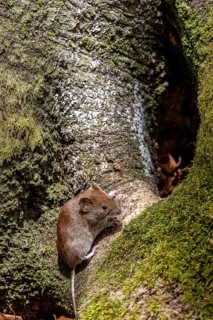 Bank vole