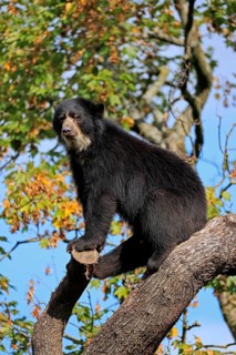 Spectacled bear