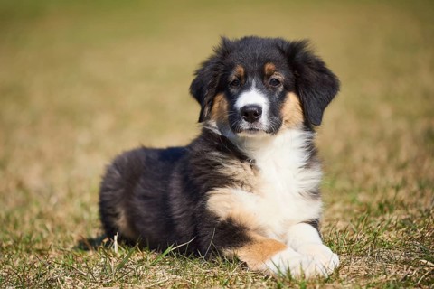 Mixed-bread dog