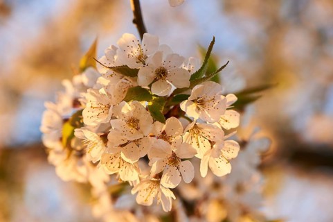 Sour cherry