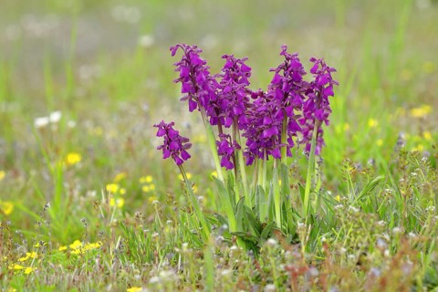 Green-winged orchid