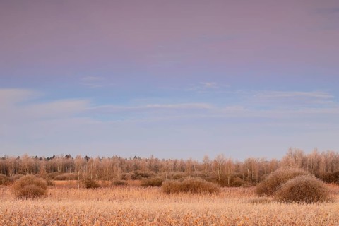 Common reed