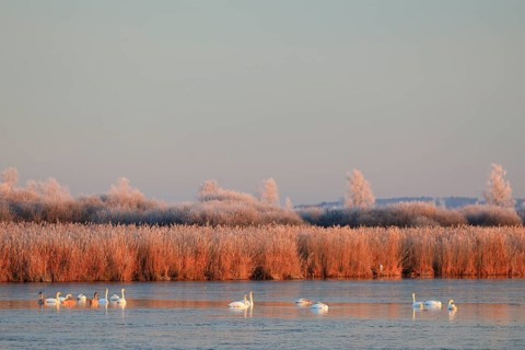 Mute swans