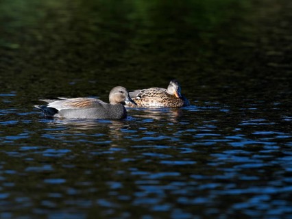 Gadwall