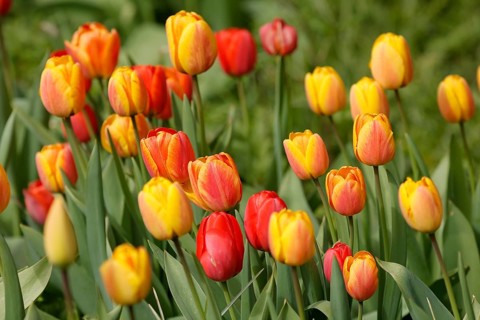 Tulips bloom