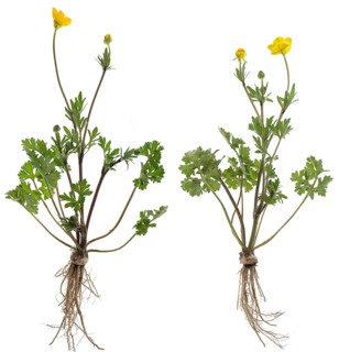 Ranunculus bulbosus