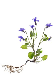 Wood violet