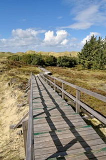 Trees and boardwalk in the dunes