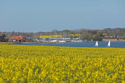 Rape fields in bloom near Arnis
