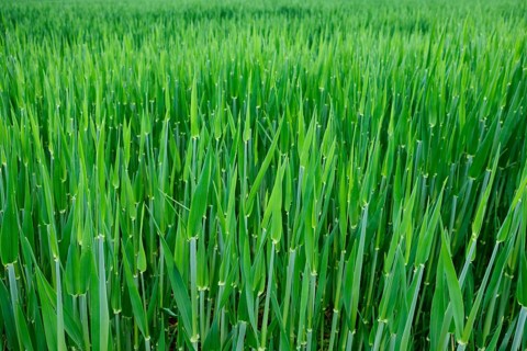 Grain field near Bad Koesen