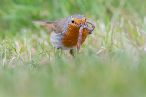 European robin