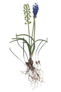 Flower and seed of the grape hyacinth