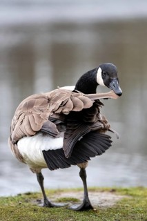 A Canada goose