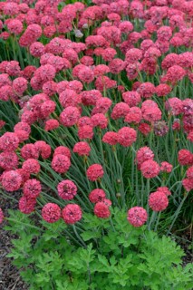 Hybrid Beach Carnation Ornament