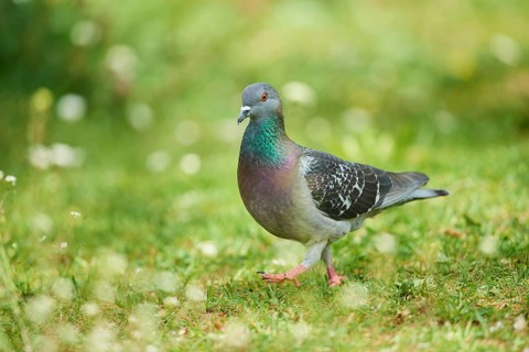 Domestic pigeon