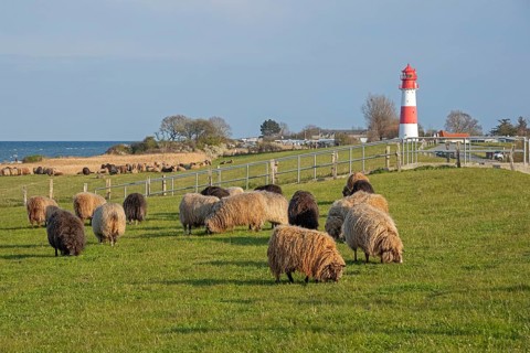 Norwegian sheep in front of lighthouse