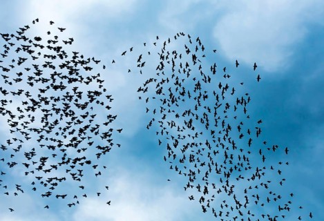 Flock of birds