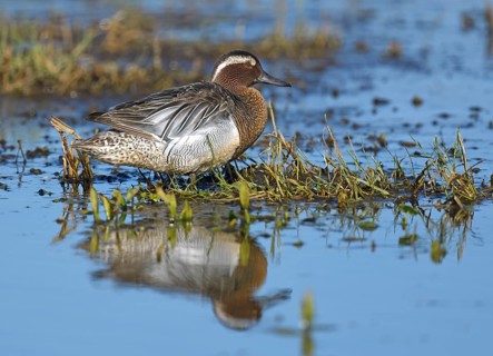 Garganey