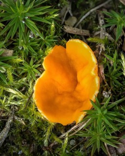 Orange Peel Fungus