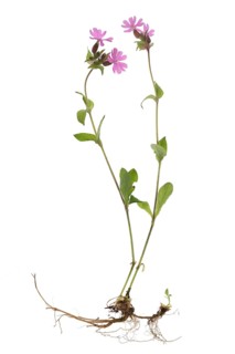 Red campion