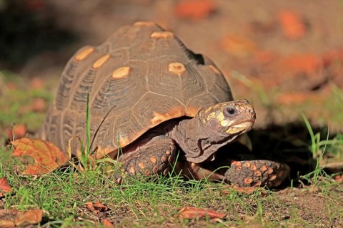 Red-footed tortoise