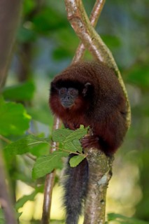 Red spring monkey