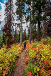 Hiker on a trail between trees and bushes in autumn colors