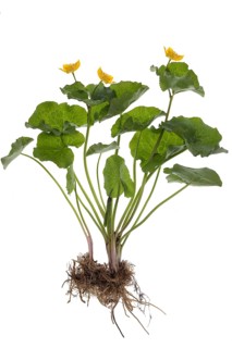 Marsh marigold