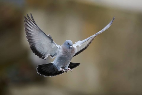 Feral pigeons