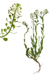 Field cinquefoil