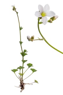 Knoll saxifrage