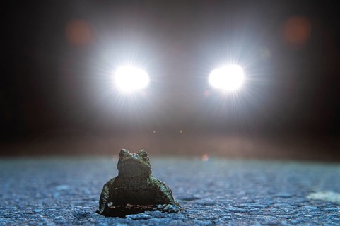 Common toad