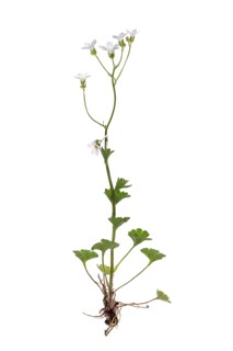 Knoll saxifrage